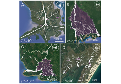 Interplay of river and tidal forcings promotes loops in coastal channel networks